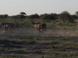 Namibia Hochzeit, Reise, Bilder, Fotos - img_7185.jpg